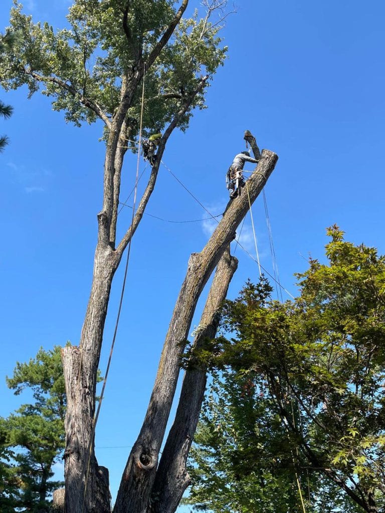 Gallery - Amanco Tree Services Omaha - Amanco Tree Services Omaha