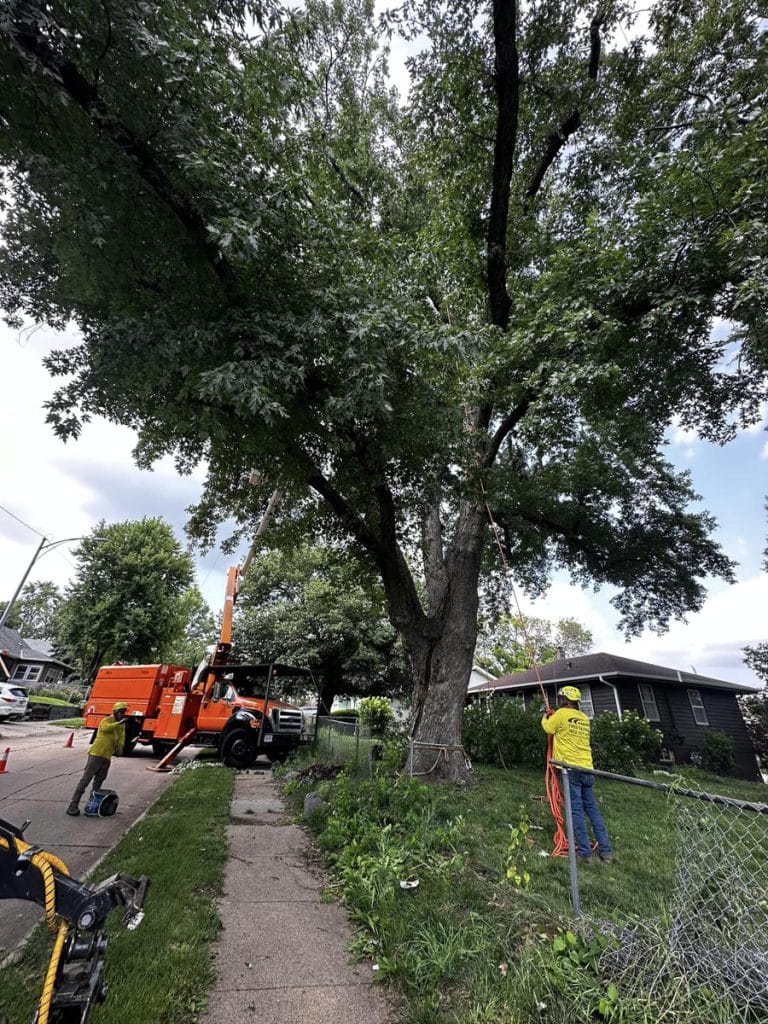 Gallery - Amanco Tree Services Omaha - Amanco Tree Services Omaha