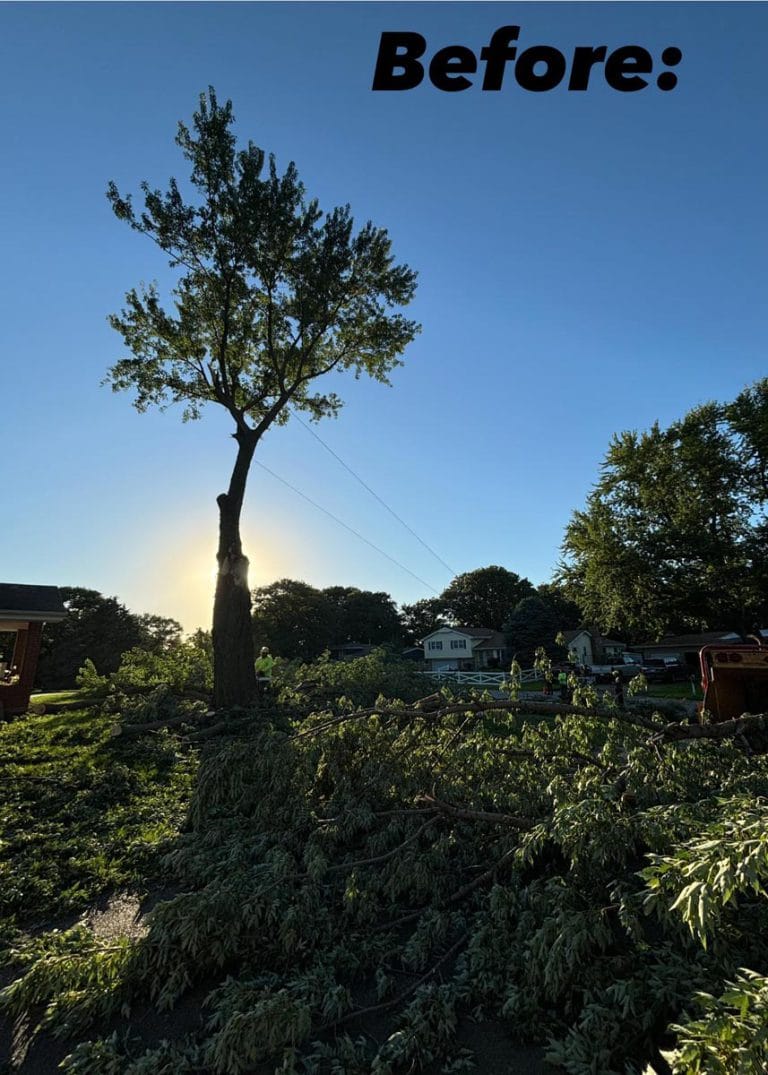 Gallery - Amanco Tree Services Omaha - Amanco Tree Services Omaha