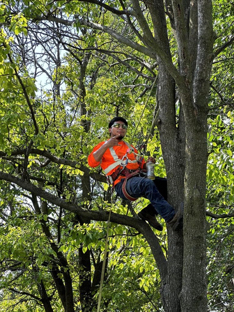 Gallery - Amanco Tree Services Omaha - Amanco Tree Services Omaha