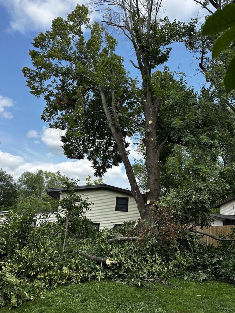 Gallery - Amanco Tree Services Omaha - Amanco Tree Services Omaha