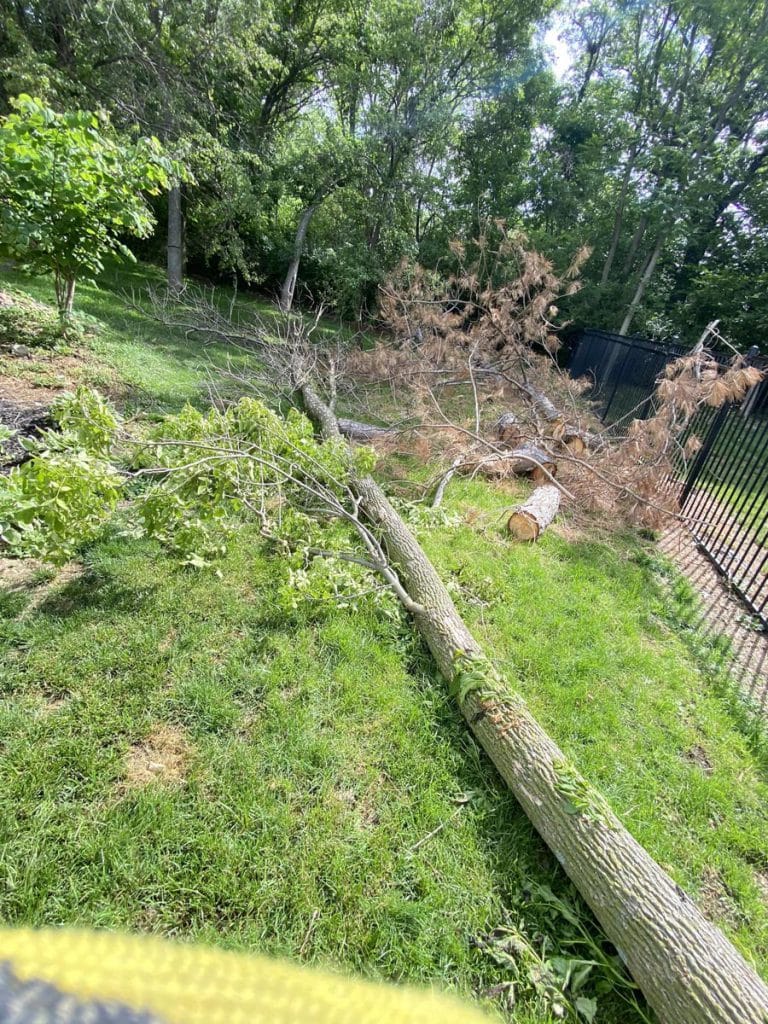 Gallery - Amanco Tree Services Omaha - Amanco Tree Services Omaha