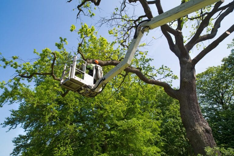 Gallery - Amanco Tree Services Omaha - Amanco Tree Services Omaha