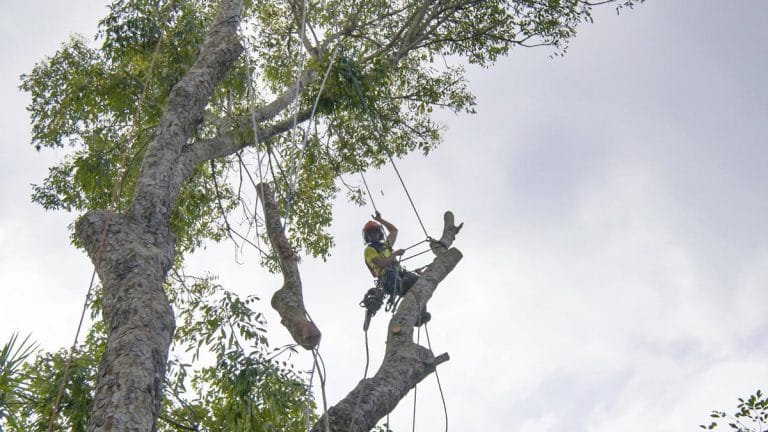 Gallery - Amanco Tree Services Omaha - Amanco Tree Services Omaha