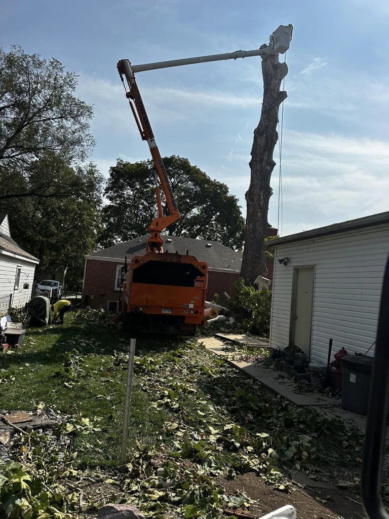 Gallery - Amanco Tree Services Omaha - Amanco Tree Services Omaha