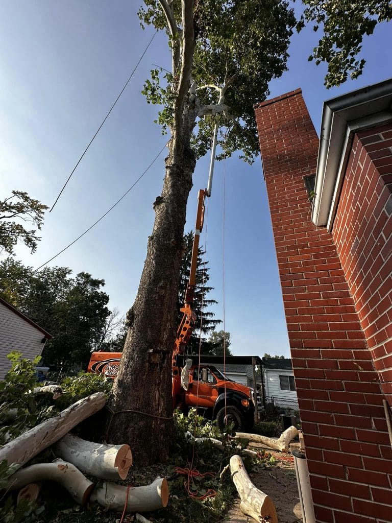 Gallery - Amanco Tree Services Omaha - Amanco Tree Services Omaha