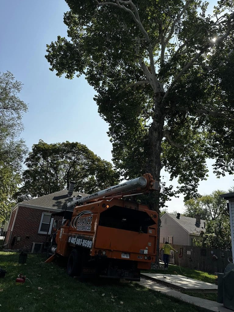 Gallery - Amanco Tree Services Omaha - Amanco Tree Services Omaha